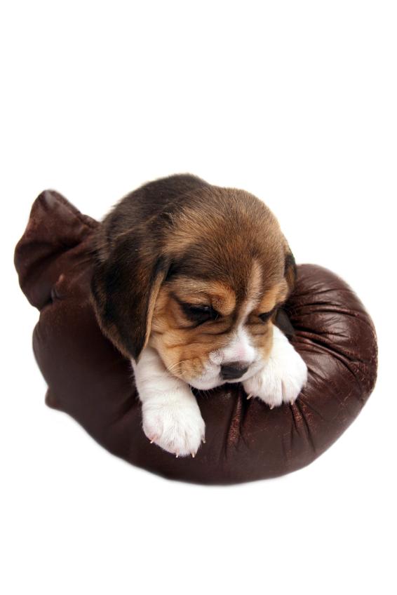 beagle puppies for sale houston teacup pocket beagle puppies breeds picture beagle puppies for sale houston teacup pocket beagle puppies breeds picture