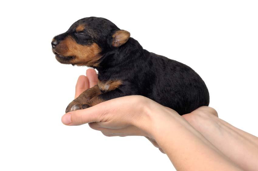 puppy whelping supplies whelping supplies slideshow puppy whelping supplies whelping supplies slideshow