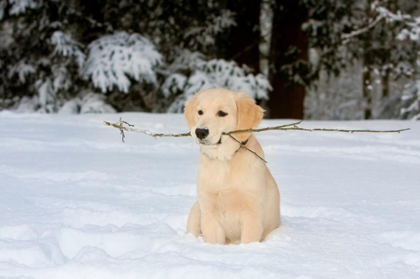 snow dogs names puppy names and meanings slideshow snow dogs names puppy names and meanings slideshow