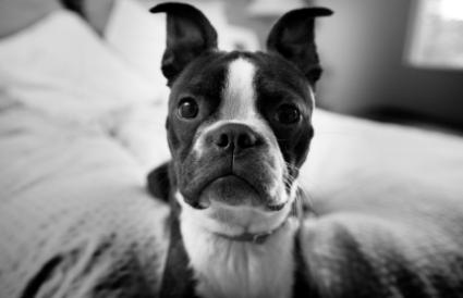 Small dogs are perfect to adopt for city dwellers.