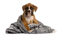 Playful Boxer Puppy