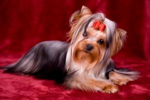 Yorkie