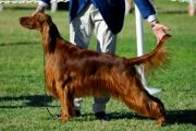 Showing an Irish Setter