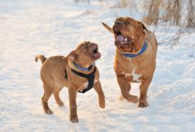 Two Mastiffs playing in the snow