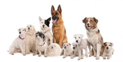 Assorted dogs