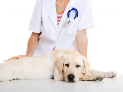Image Result For Can You Give A Small Dog Baby Aspirin For Pain Image Result For Can You Give A Small Dog Baby Aspirin For Pain