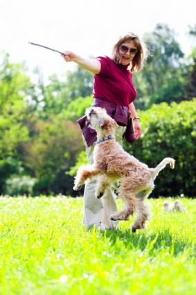 Wheaten playing with his companion; Copyright Denis Babenko at Dreamstime.com