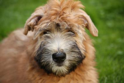 Young Wheaten; Copyright Martellostudio at Dreamstime.com