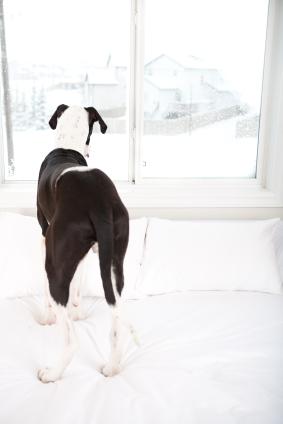Cooped up Great Dane looking out the window
