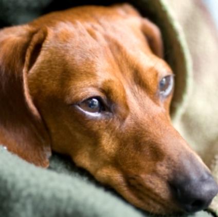 Natural Home Treatment for Kennel Cough