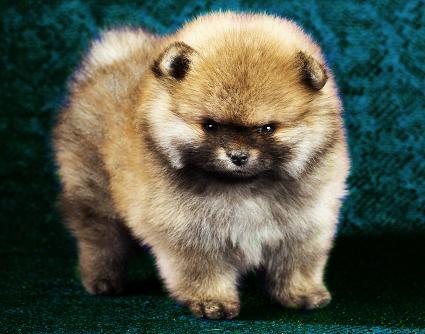 pomeranian puppies wiki heat cycle signs slideshow pomeranian puppies wiki heat cycle signs slideshow