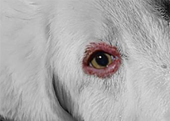blepharitis in dogs eye problems lovetoknow blepharitis in dogs eye problems lovetoknow