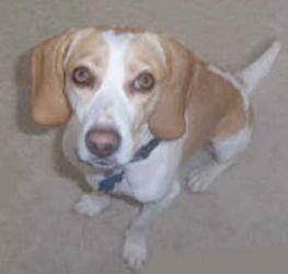 Lemon and white Beagle