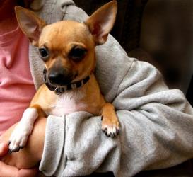 dogs.lovetoknow.com dogs.lovetoknow.com