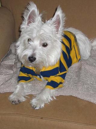 65137-319x425-Dog_T_Shirt.jpg