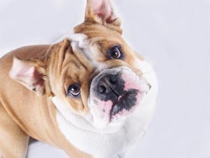 Bulldog looking up into the camera