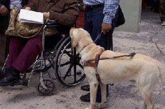 Guide Dog