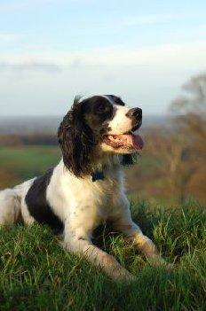 English Springer Spaniel