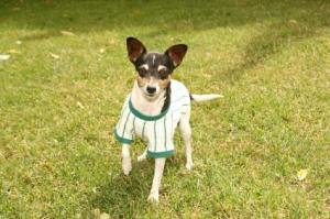Sporty dog