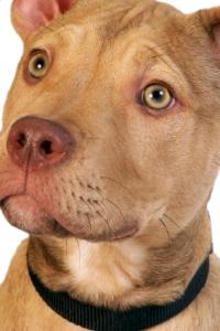 Fawn Pitbull Pup
