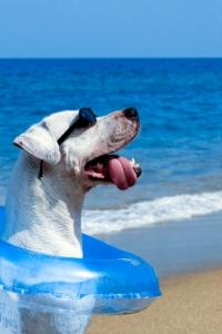 Canine summer fun