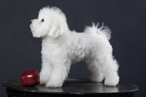 Bichon Frise