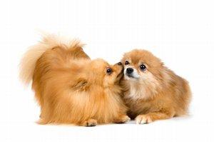 pomeranian symptoms symptoms of a in heat pomeranian symptoms symptoms of a in heat
