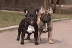 Frenchie playmates