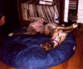 Giselle the Greyhound