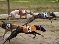 greyhound racing