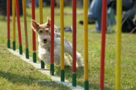 Agility