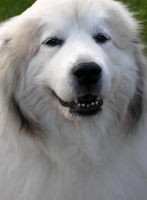 Great Pyrenees