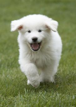 Great Pyrenees puppy