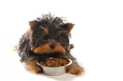 how to teach a yorkie to roll balance how to teach a yorkie to roll balance