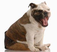 See more adorable English Bulldog pictures