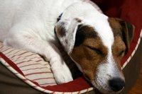 Jack Russell Terrier on bed
