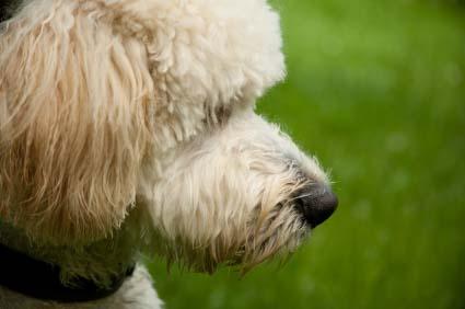 Yellow Labradoodle