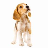 cute beagle puppy