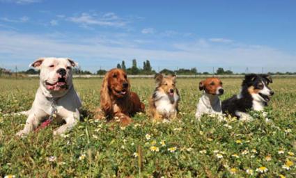 Five different dog breeds