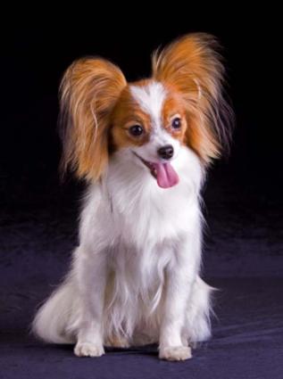 A perky Papillon dog