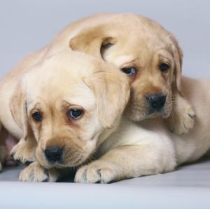 yellow lab puppy names yellow lab puppy names www pixshark images galleries with a bite yellow lab puppy names yellow lab puppy names www pixshark images galleries with a bite