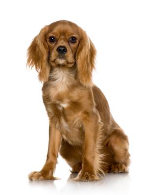Losing a pet is never easy.