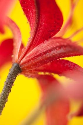 lilly flower for cover of funeral program