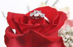 Diamond ring on red rose.