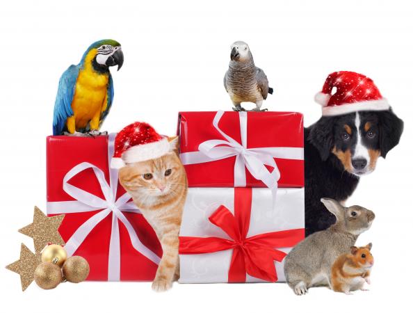 Christmas gifts and animals
