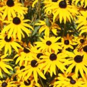 Wild Flower Seed