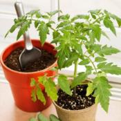 Container Vegetable Garden