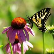 Echinacea and Butterfly