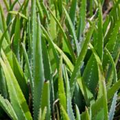 aloe vera