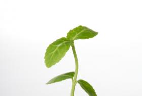 Seedling.